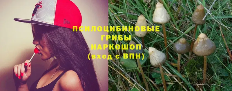 закладка  Гудермес  Псилоцибиновые грибы Psilocybine cubensis 